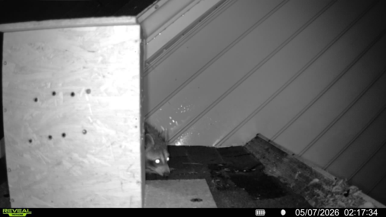 Night-vision image of a small animal peeking out beside a wooden structure on a rooftop or deck.