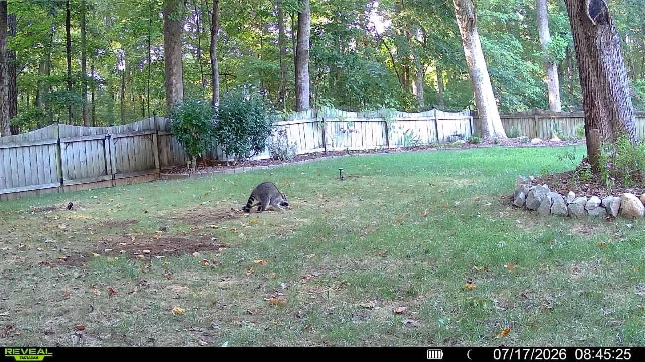Small dark animal in a grassy backyard near a wooden fence and trees at dusk