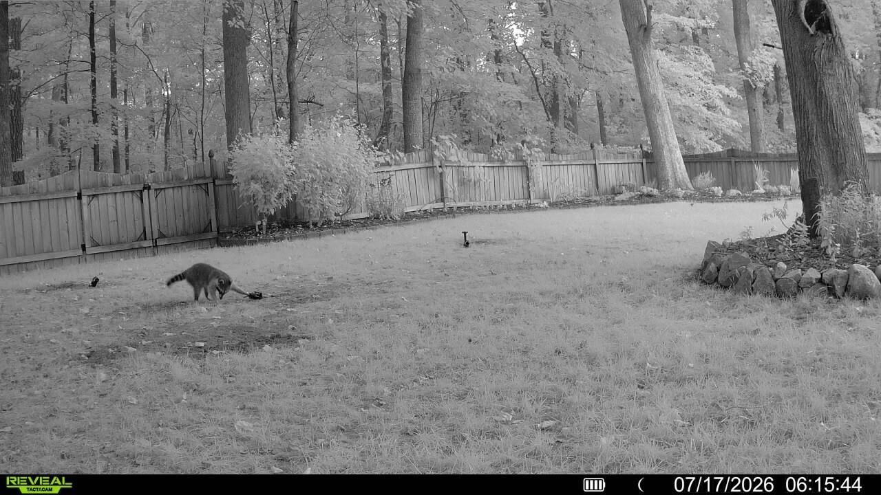 Fox crouching in a grassy yard near trees and a wooden fence, with a timestamp overlay at bottom right