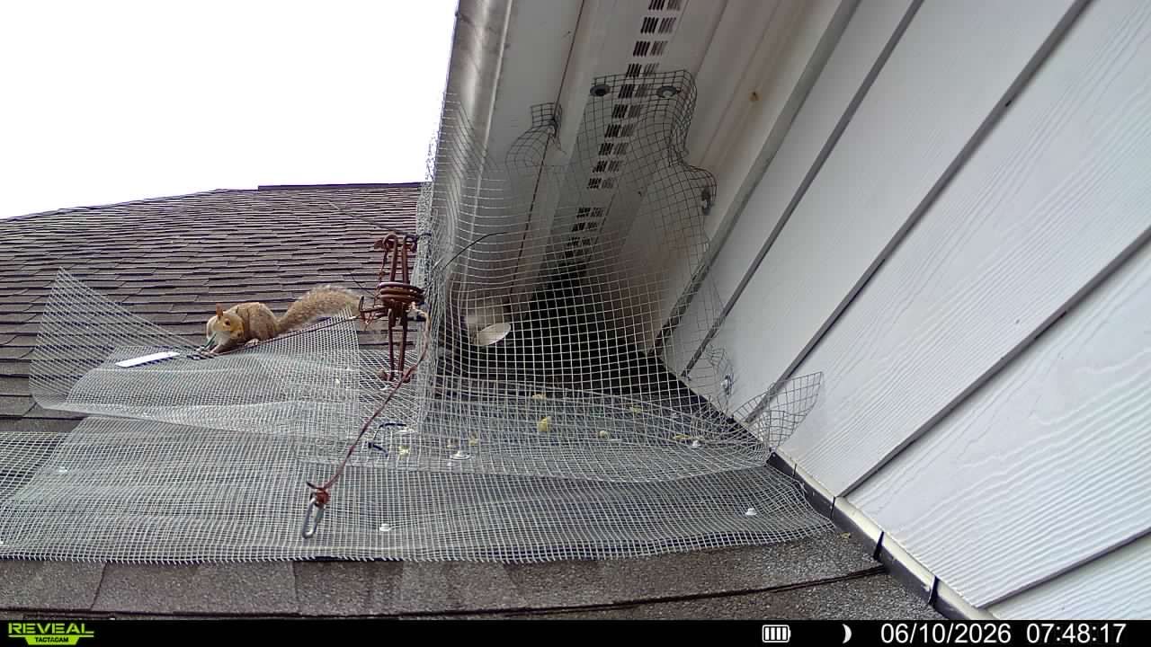 Damaged roof gutter with torn wire mesh and debris along a house exterior