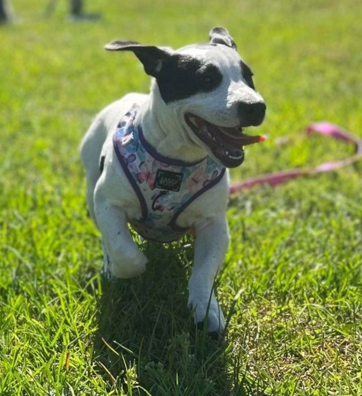 Kenna - Available for Adoption!