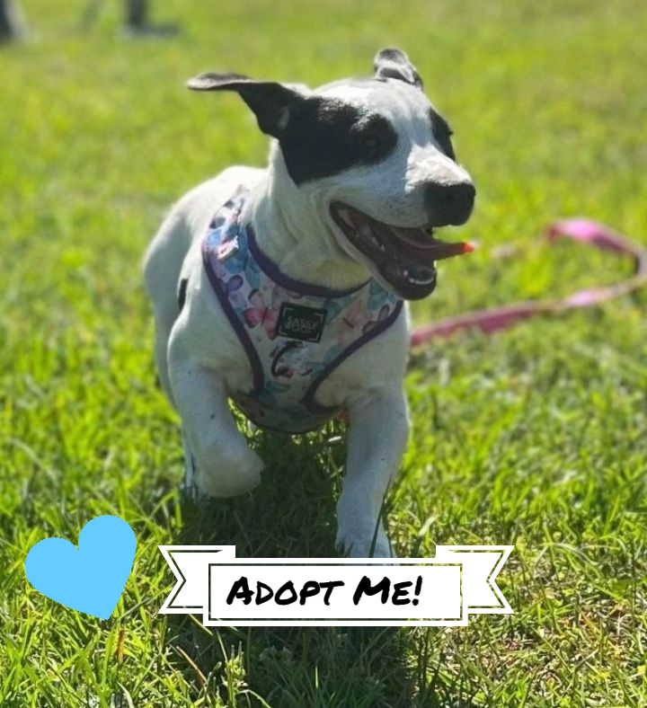 Kenna - Available for Adoption!