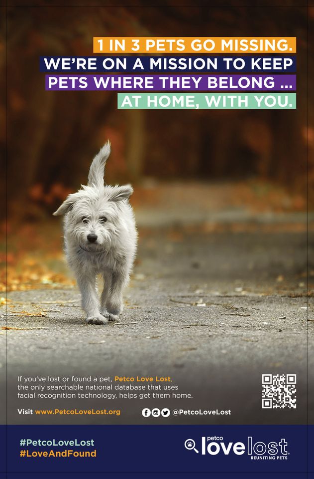 A white dog is walking down a road on a mission to keep pets where they belong at home with you.