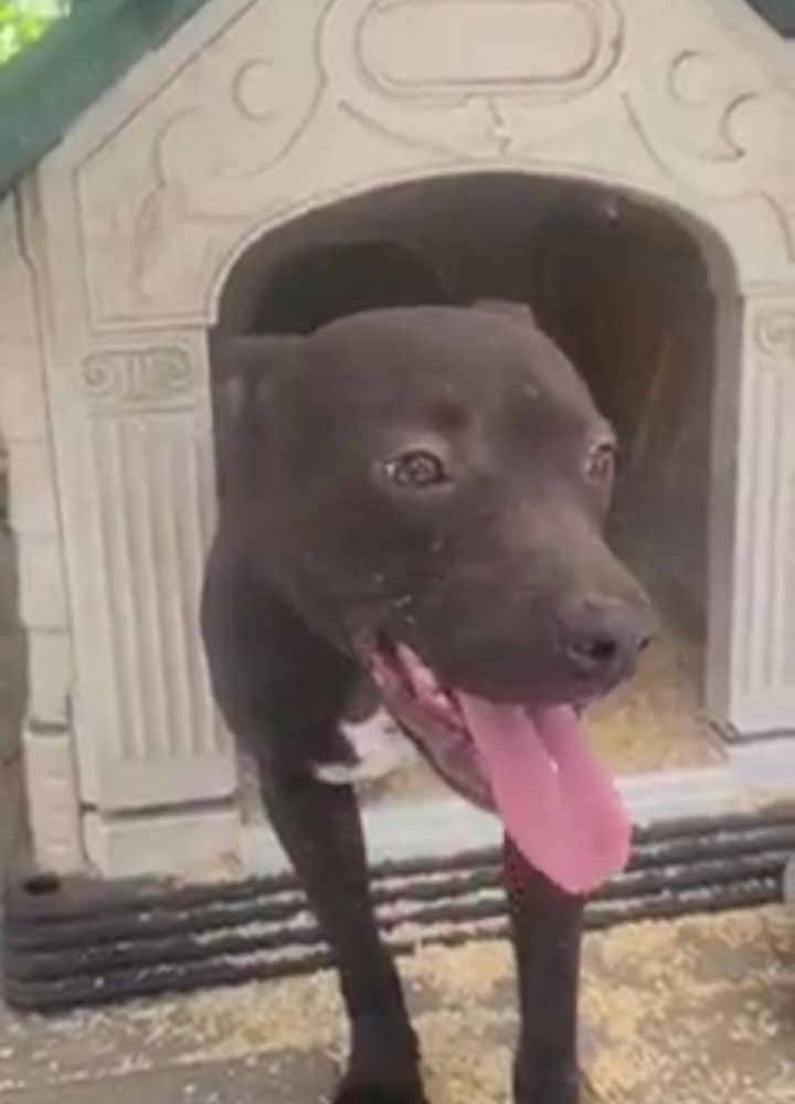 Puddles - Available for Adoption!