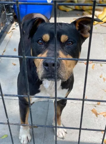 Rocco General donation, add on's available!