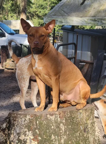 Red Dog - Available for Adoption!