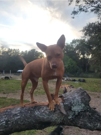 Red Dog - Available for Adoption!