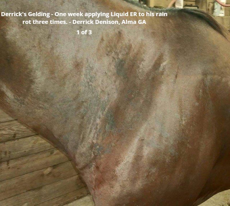 Equine Remedy Antiseptic Liquid/Lotion 32 Ounce