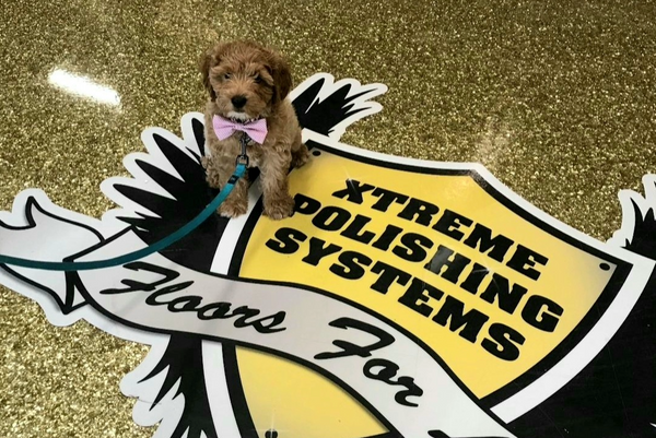 Puppy with pink bow tie on Xtreme Polishing Systems logo, gold floor, green leash.
