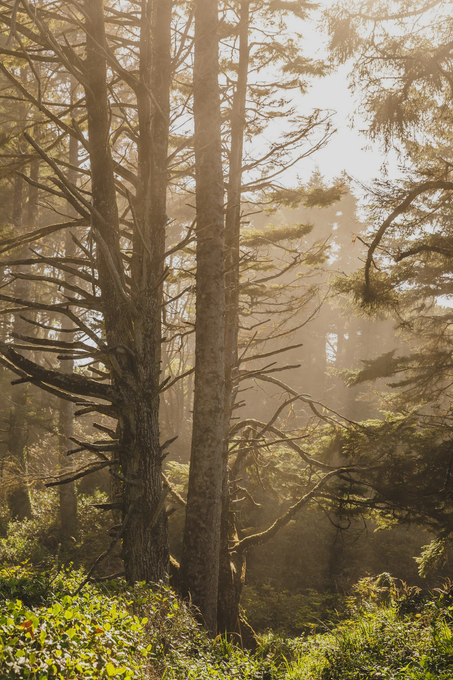 Sunlit forest with tall trees and soft golden morning light filtering through the mist