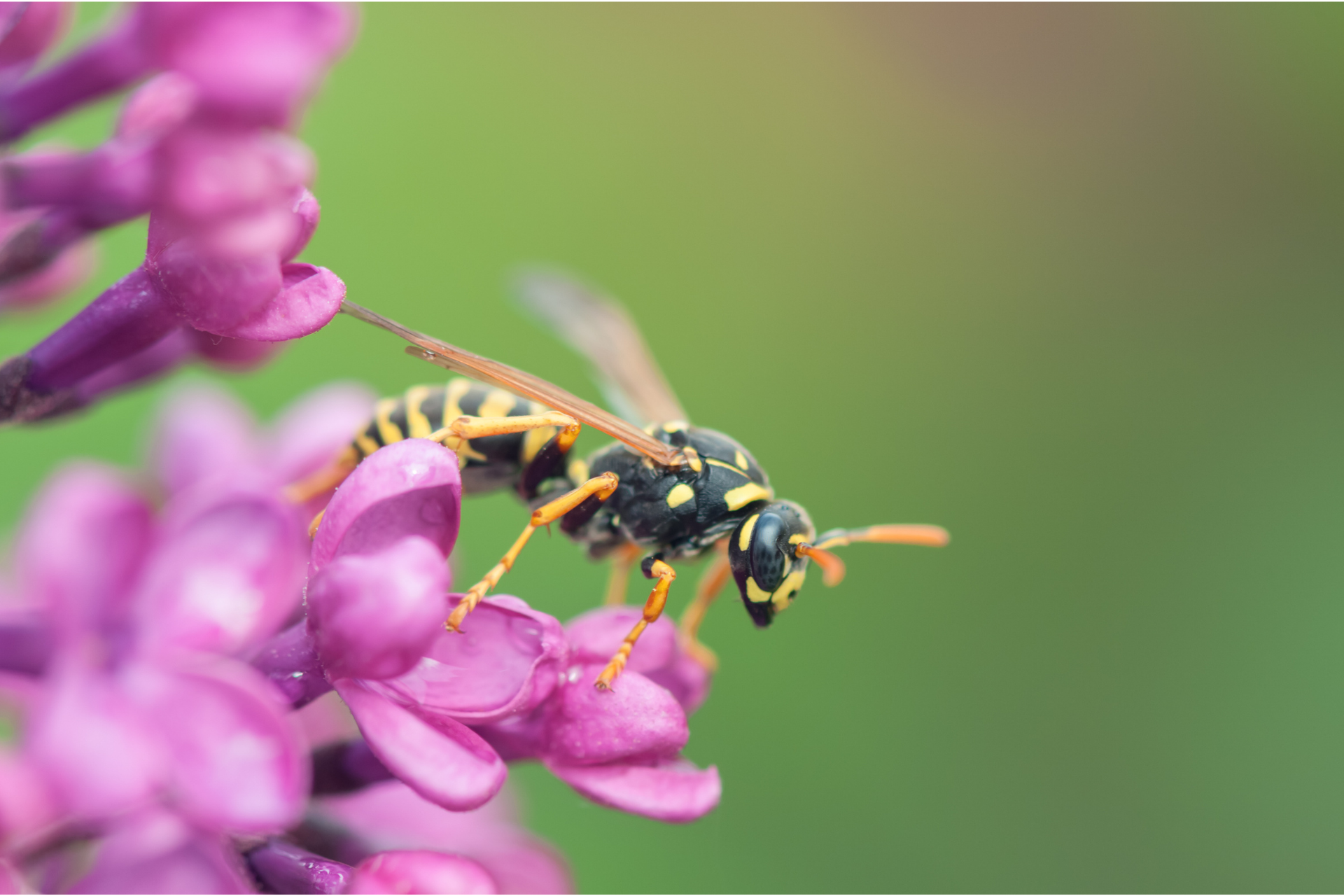Wasp with yellow and black stripes, perched on a cluster of small purple flowers, with a green backg
