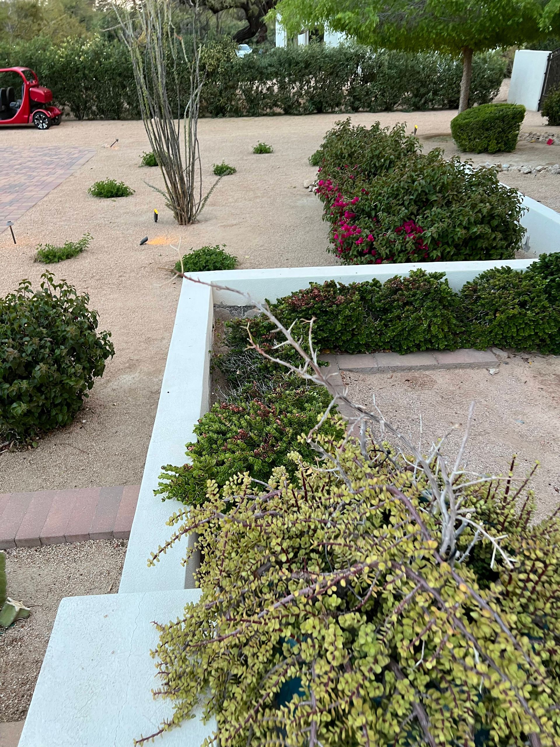Desert garden path with gravel, low shrubs, and white planter edging; a red vehicle is in the background.