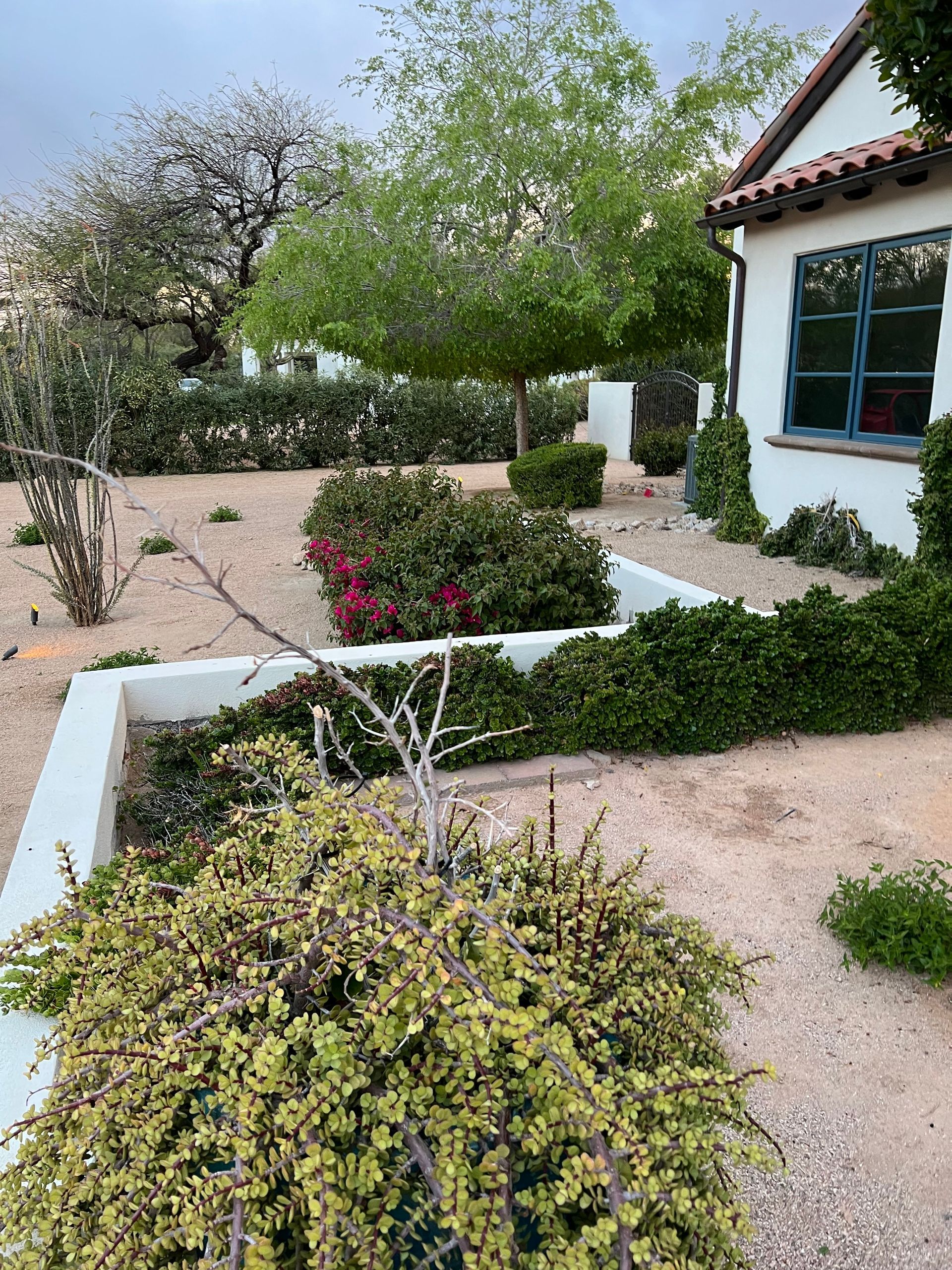 Desert garden with gravel paths, shrubs, and a white house with blue-trimmed windows.