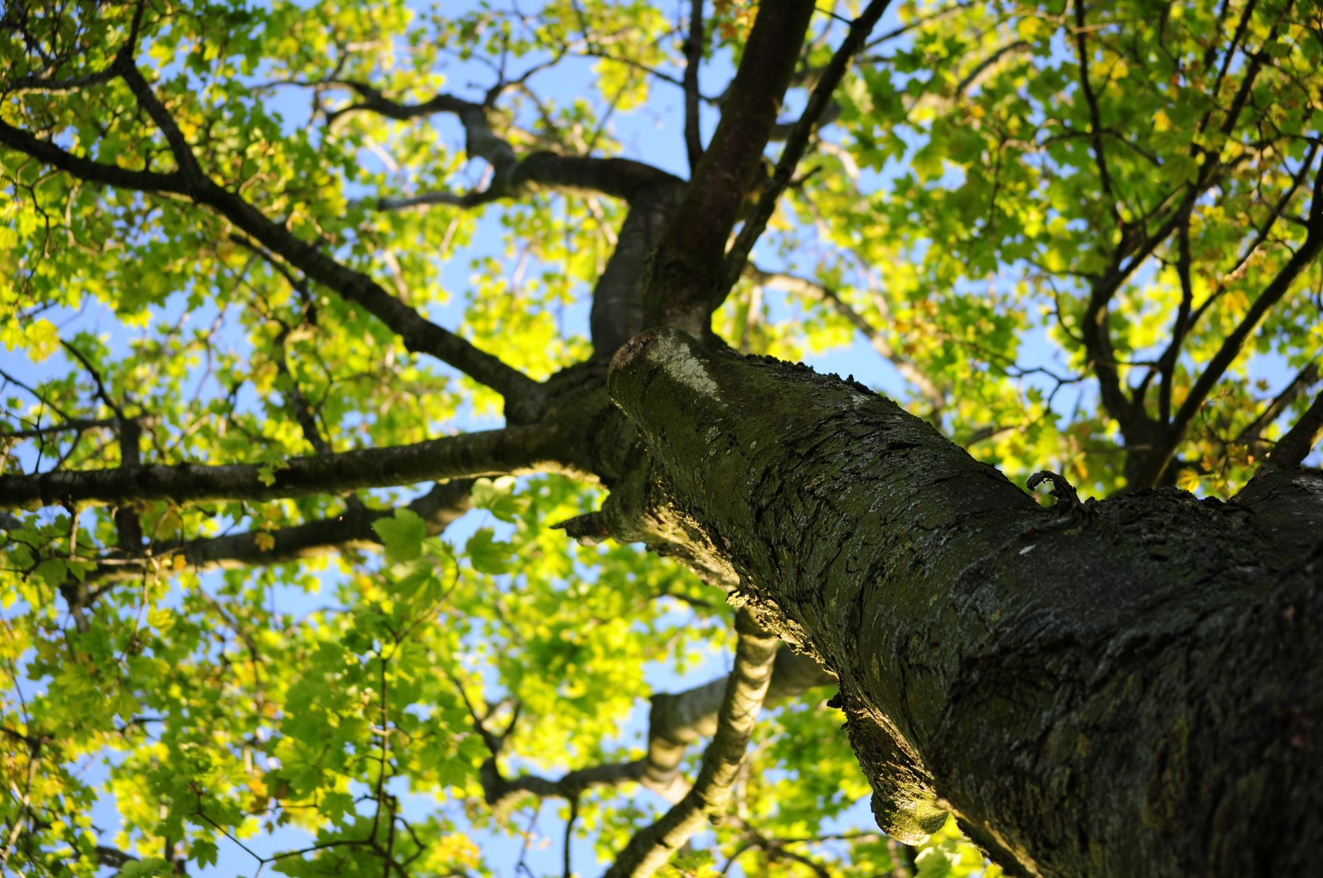 Looking up a tree trunk with green leaves against a blue sky