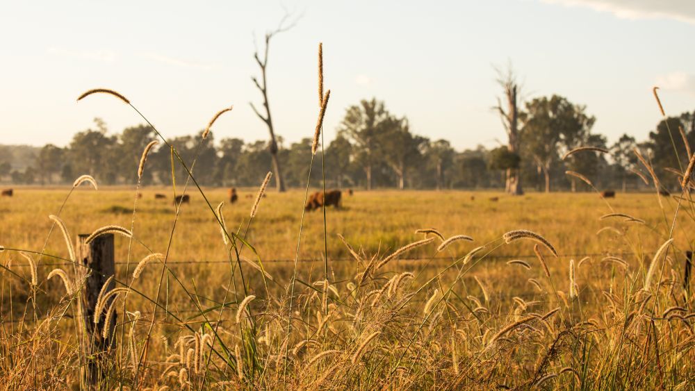 Grassy Field With Grazing Cattle Under a Warm Sky — T&G Sand and Gravel In Bli Bli, QLD