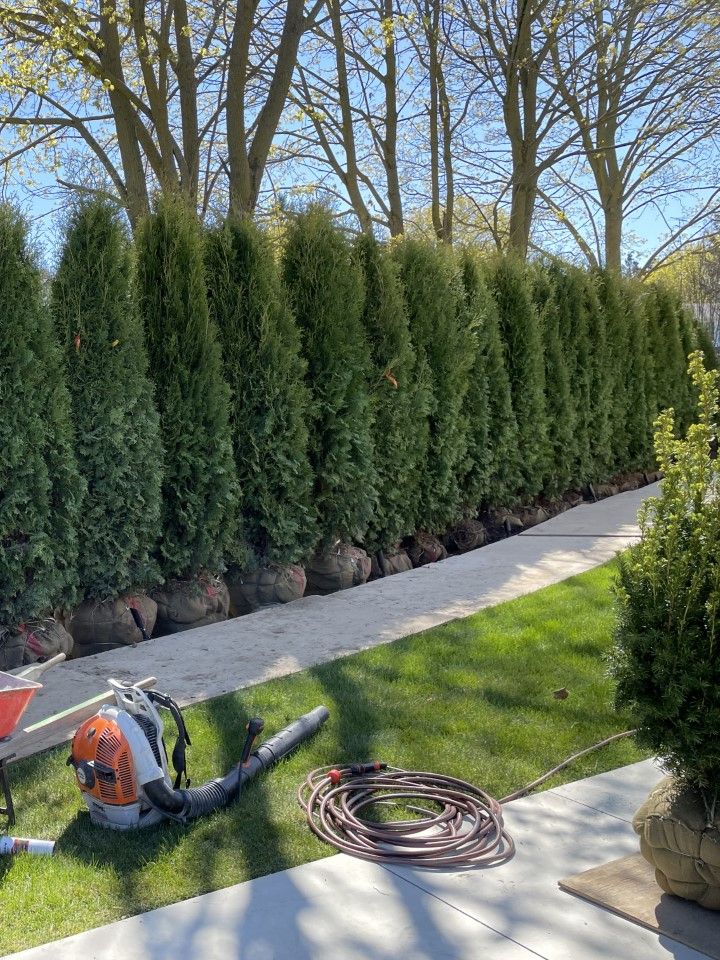 row of evergreen trees in backyard