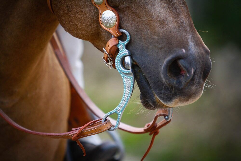 A Close Up Of A Horse Wearing A Bridle And Bit — Dillon Rural In Cundletown, NSW