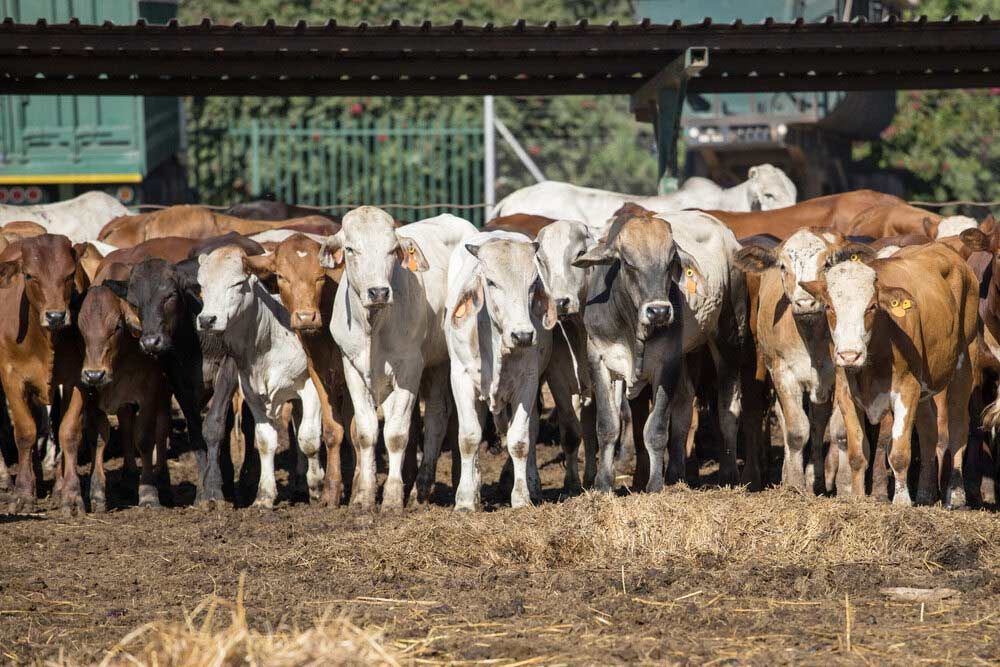 A Herd Of Cows Standing Next To Each Other In A Field — Dillon Rural In Cundletown, NSW