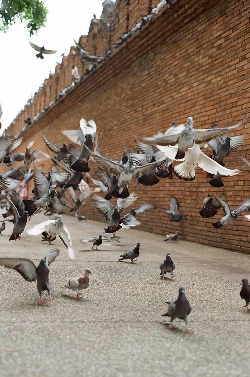 A Flock Of Pigeons Flying In Front Of A Brick Wall — Dillon Rural In Cundletown, NSW