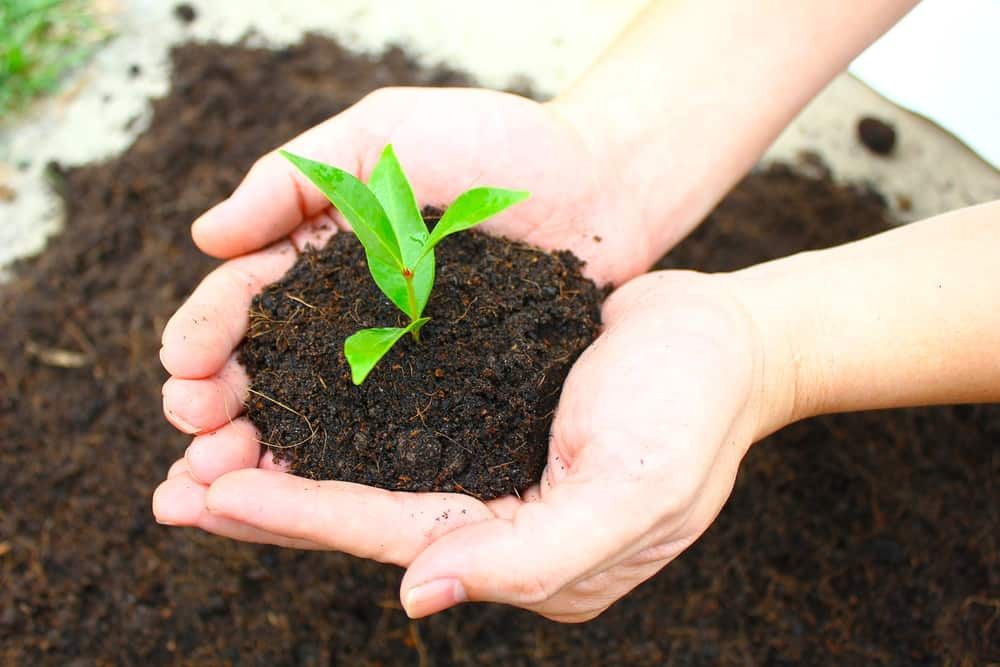 A Person Is Holding A Small Plant In Their Hands — Dillon Rural In Kew, NSW