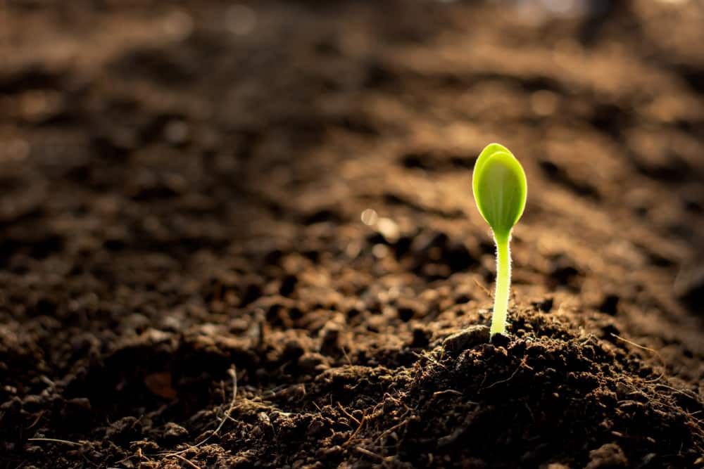 A Small Green Plant Is Growing Out Of The Soil — Dillon Rural In Kew, NSW