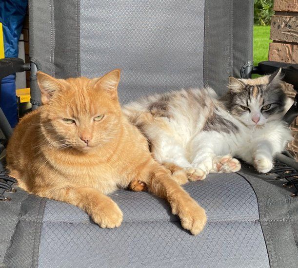 Two Cats Laying Next To Each Other On A Chair — Dillon Rural In Cundletown, NSW