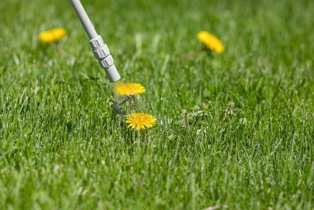 A Person Is Spraying Dandelions On A Lush Green Lawn — Dillon Rural In Cundletown, NSW