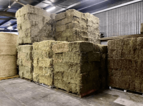 Rhode Grass