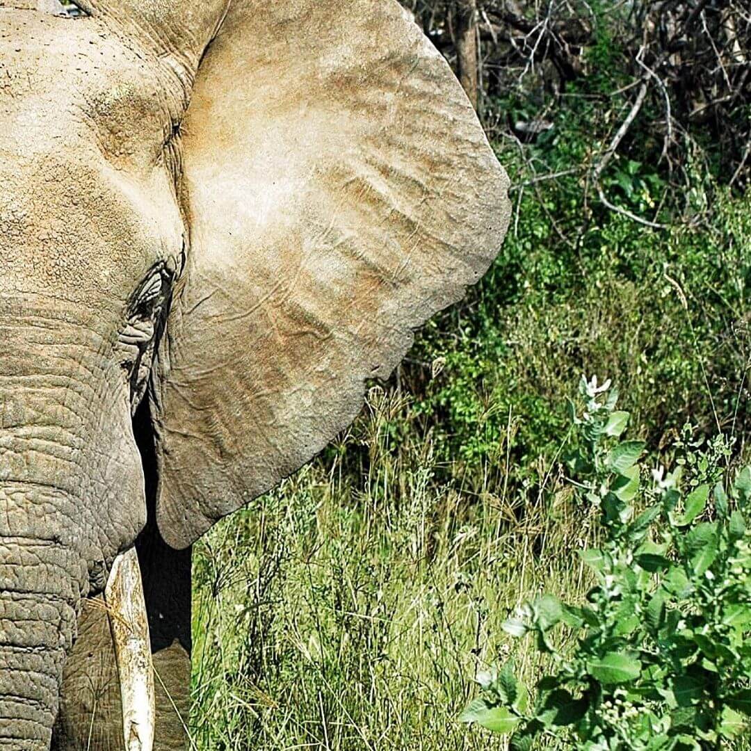 Facts About the African Bush Elephant Loxodonta africana