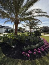 plants and tree installation in South Florida