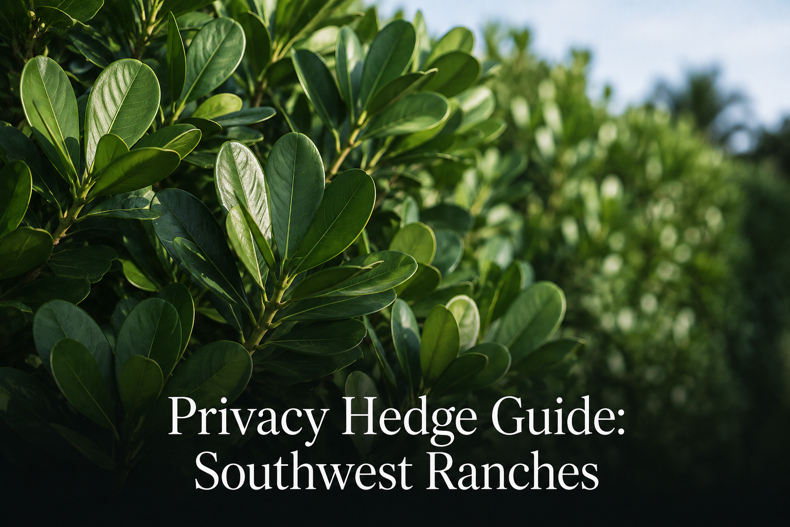 Dense green privacy hedge foliage, Southwest Ranches landscaping guide cover
