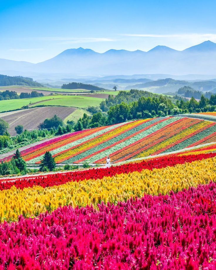 Colorful striped flower fields beneath misty mountains under a bright blue sky