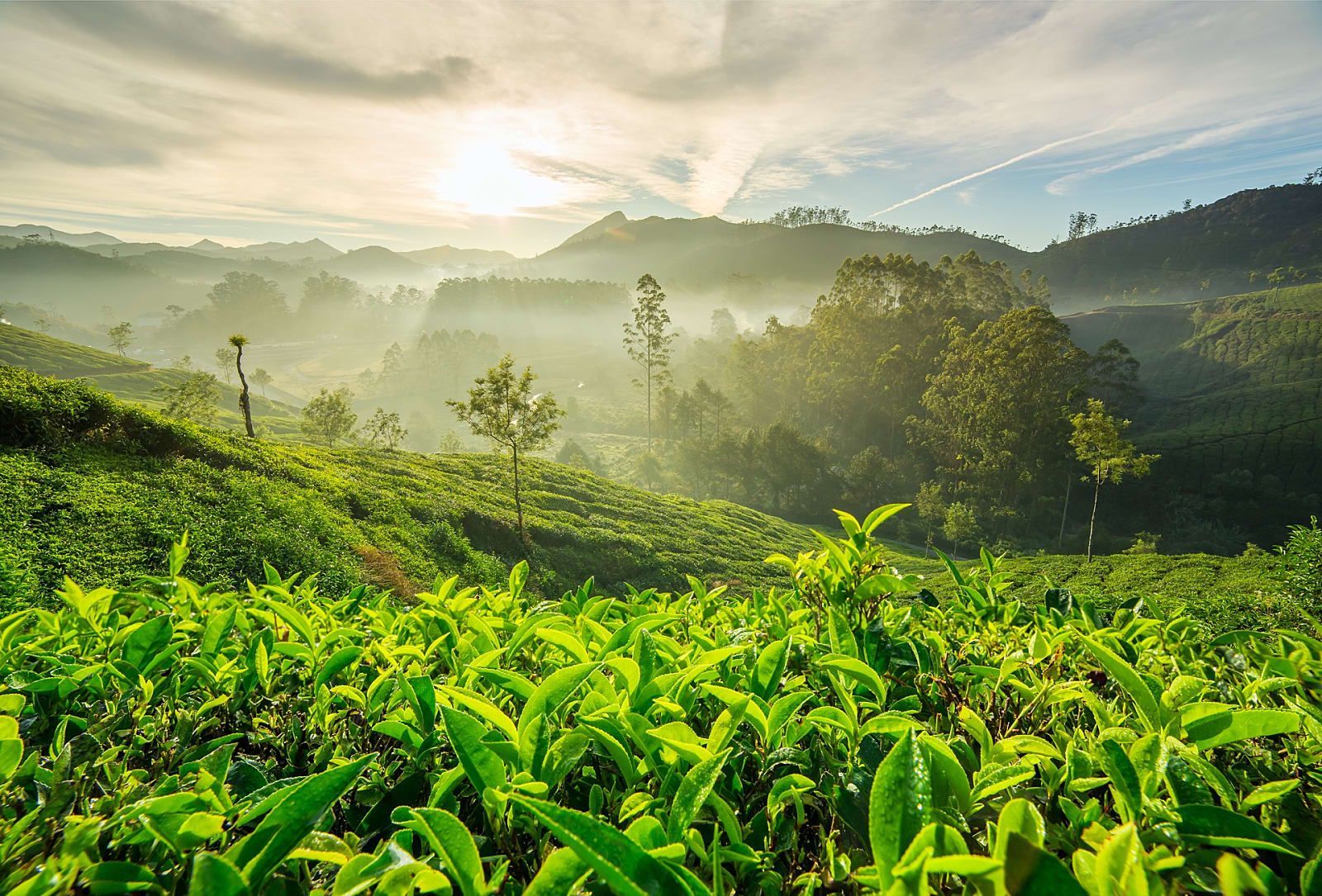 Hills of Kerala Tour Package | Travel Hub