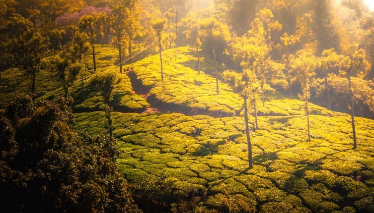 Coorg Mysore & Ooty Tour Package | Travel Hub