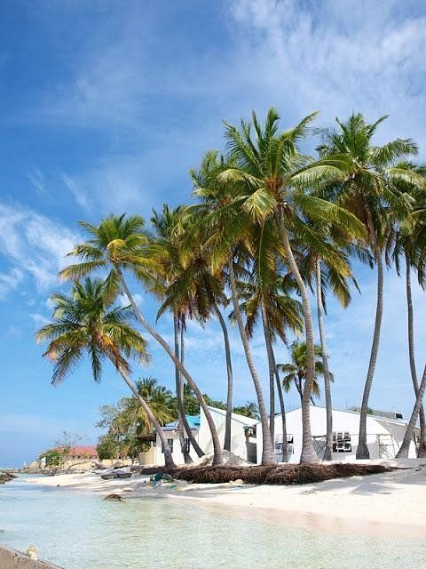 Tropical beach with leaning palm trees, white sand, turquoise water, and a white resort building