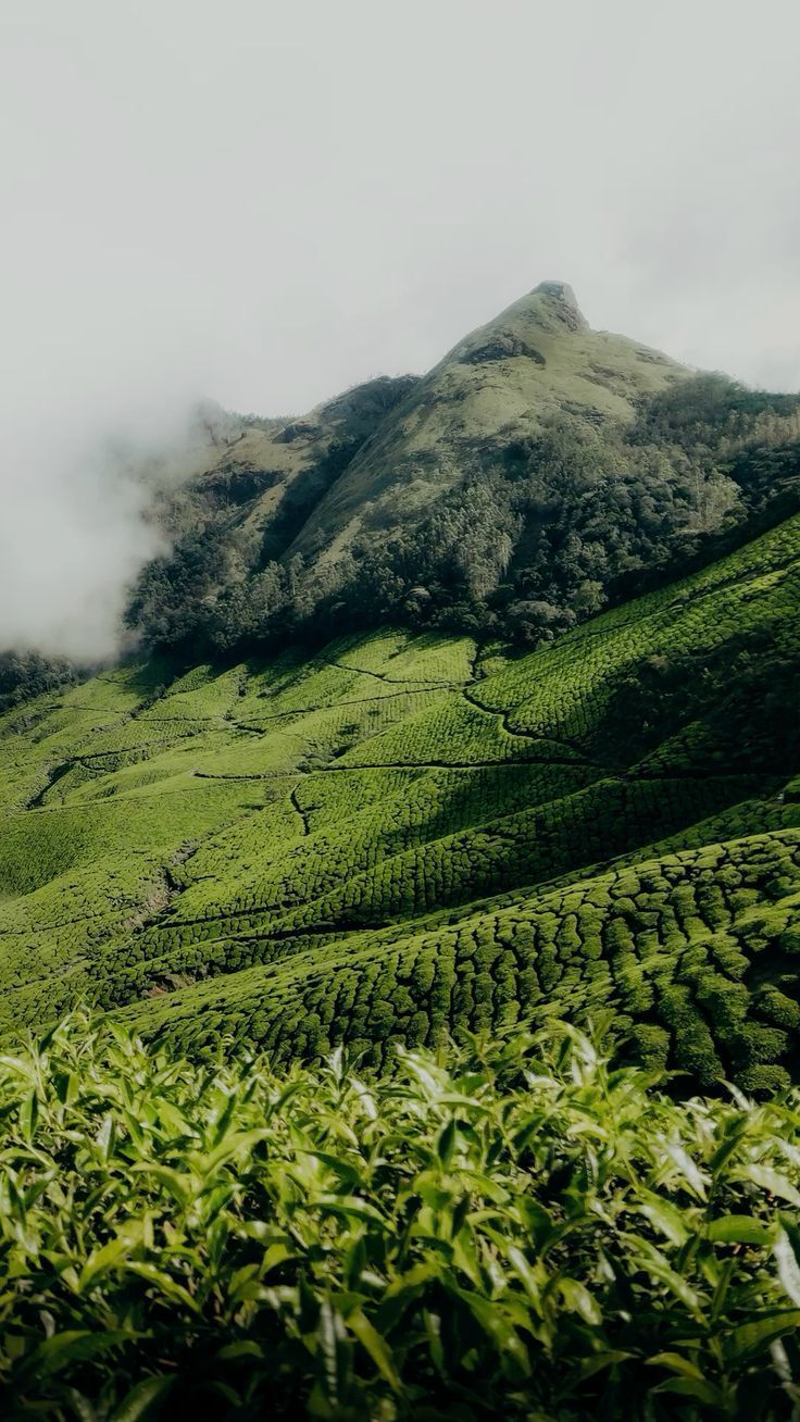 Lush green hillside with tea plants, mist, and a rocky peak under cloudy sky