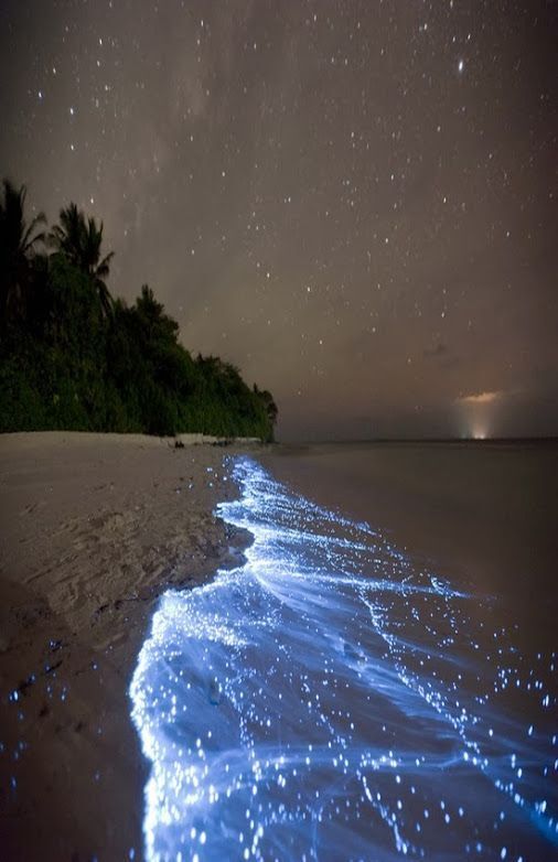 Bioluminescent blue waves glowing along a dark tropical beach under a starry night sky