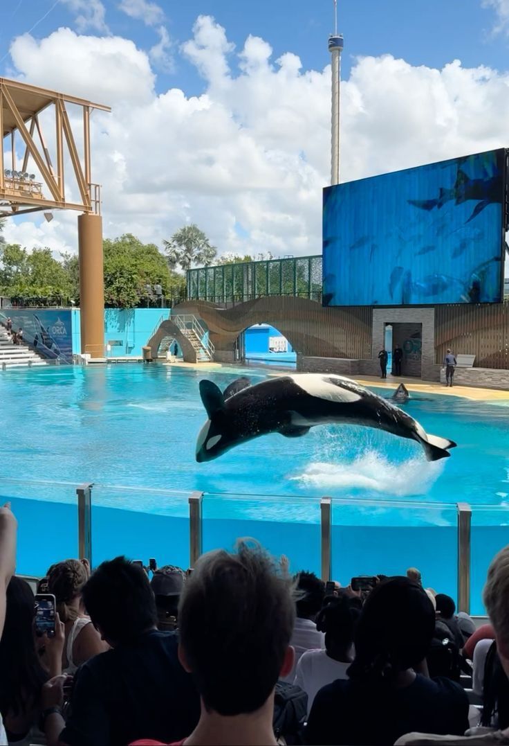 Orca leaping from pool during a live aquarium show, with audience watching in the foreground.