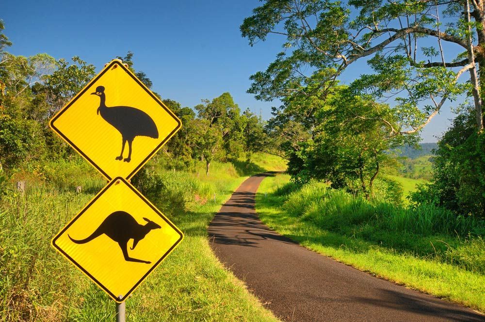 A Kangaroo and An Emu Crossing Sign on The Side of A Road — Watto's Earthmoving & Machinery Hire in Atherton, QLD