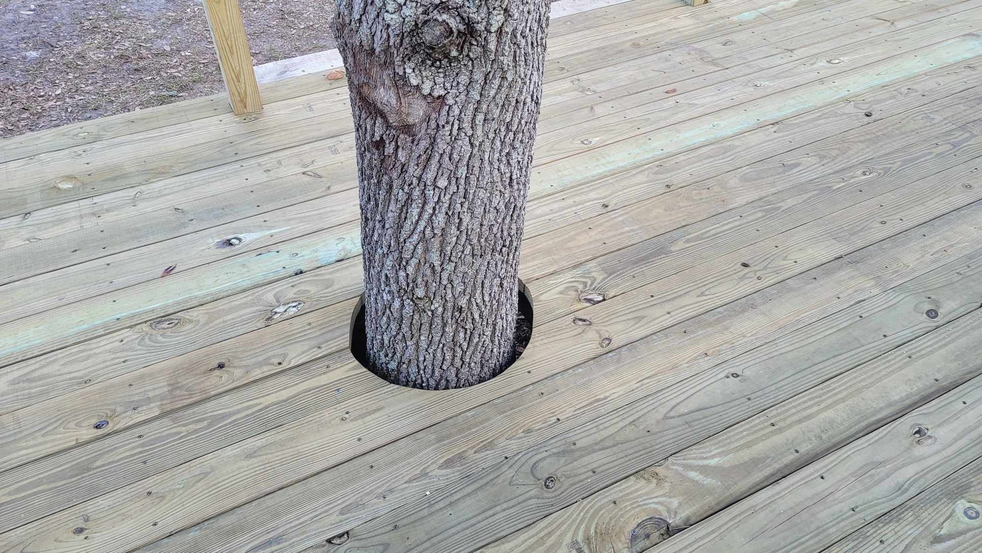 Tree trunk passing through a circular hole in a light wood deck.