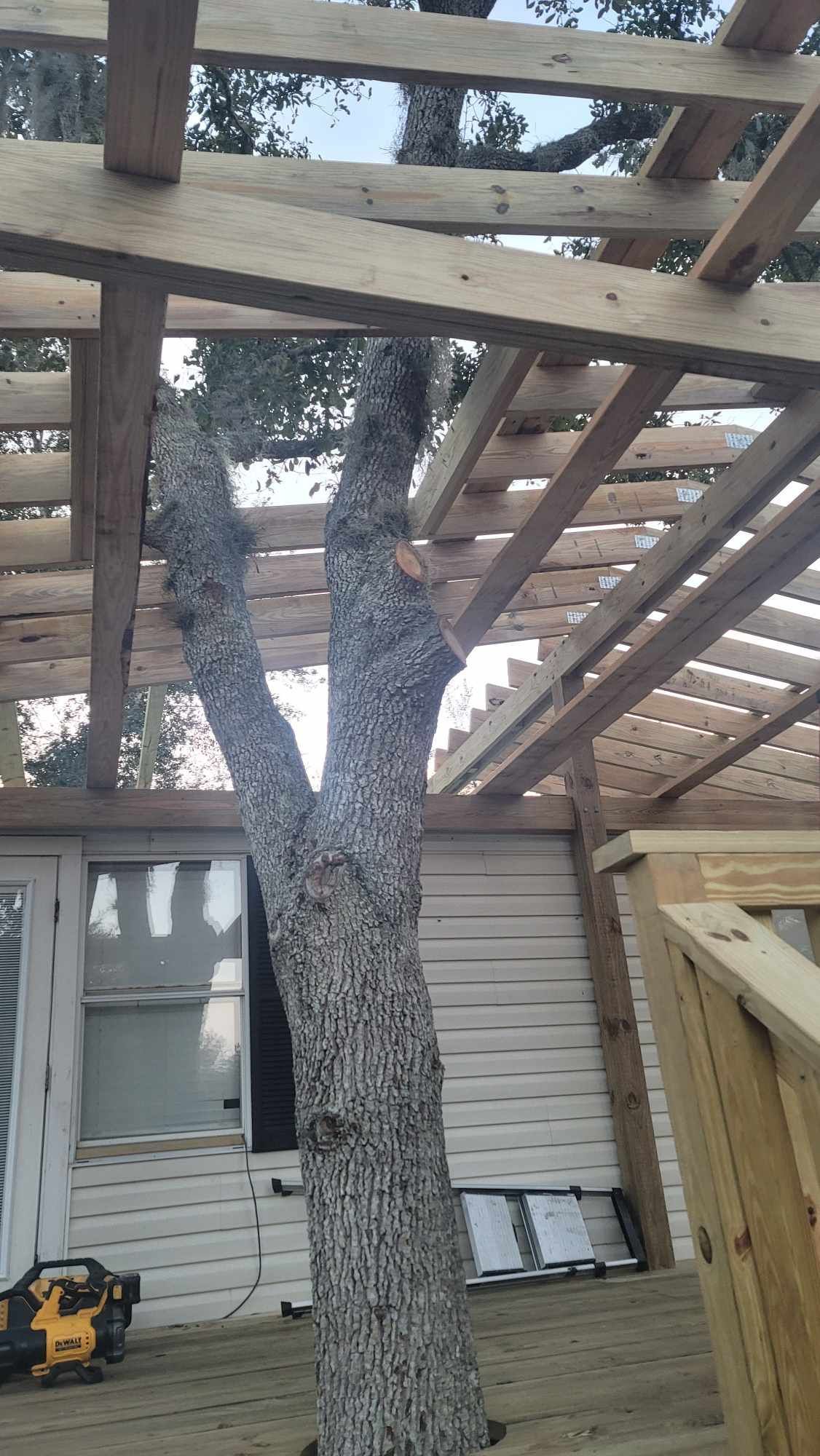 Backyard deck framing with a large tree growing through the wooden roof structure and siding wall below