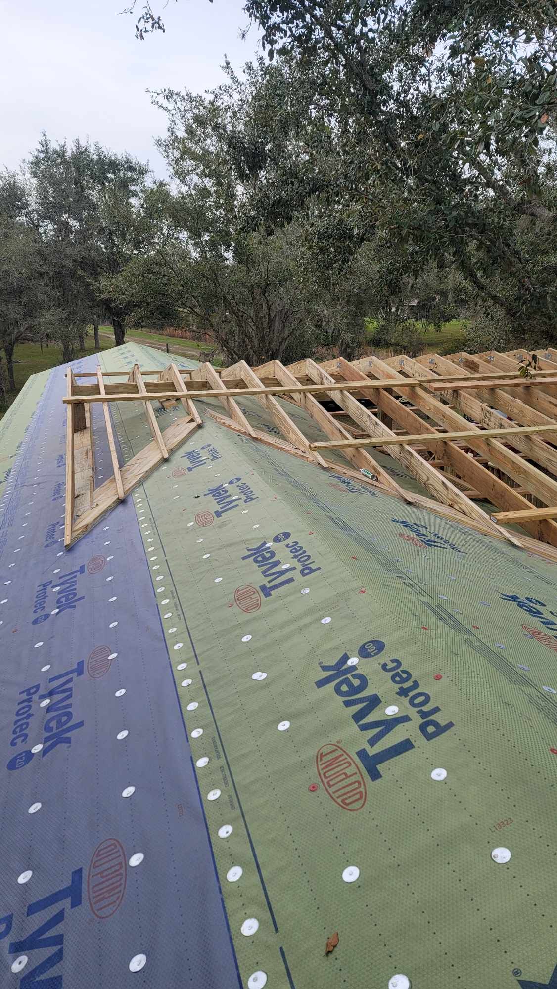 Roof under construction with exposed wooden rafters and green underlayment beside trees