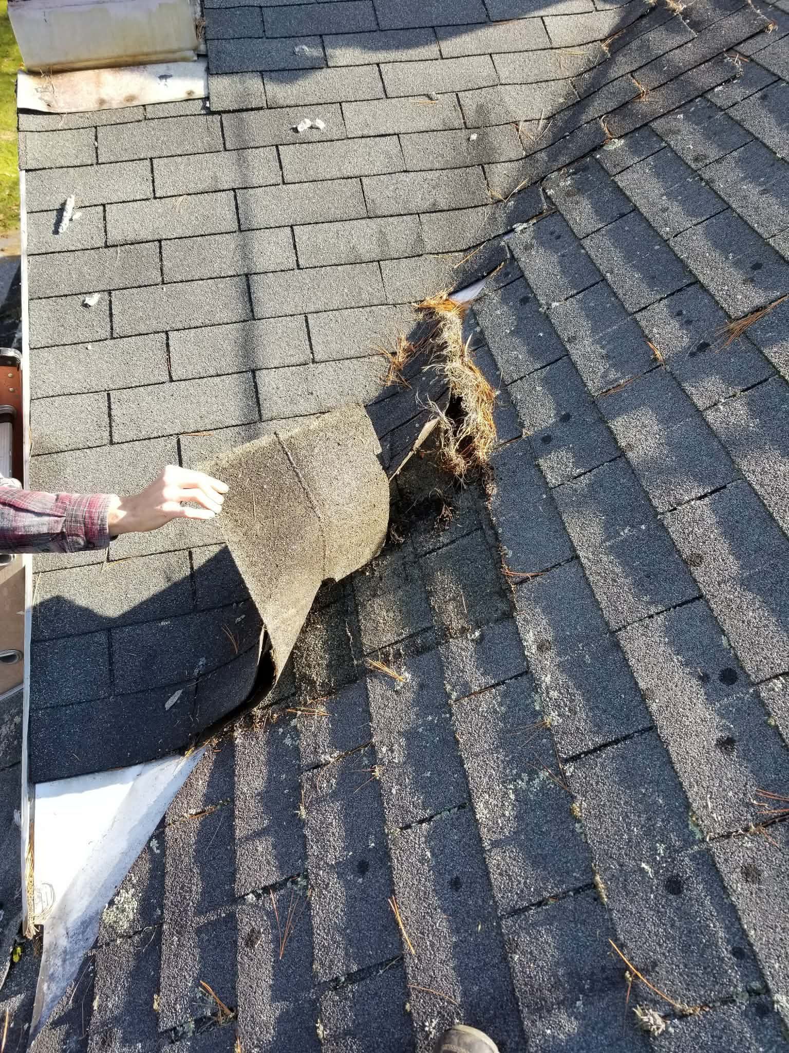 Damaged shingle roof with a large torn section exposing the underlayment, one hand pointing at the damage