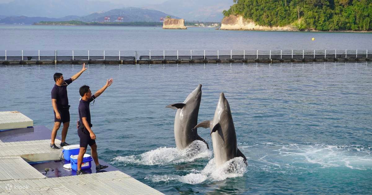 Two people on a dock watch two dolphins leap from the water near a seaside bay.