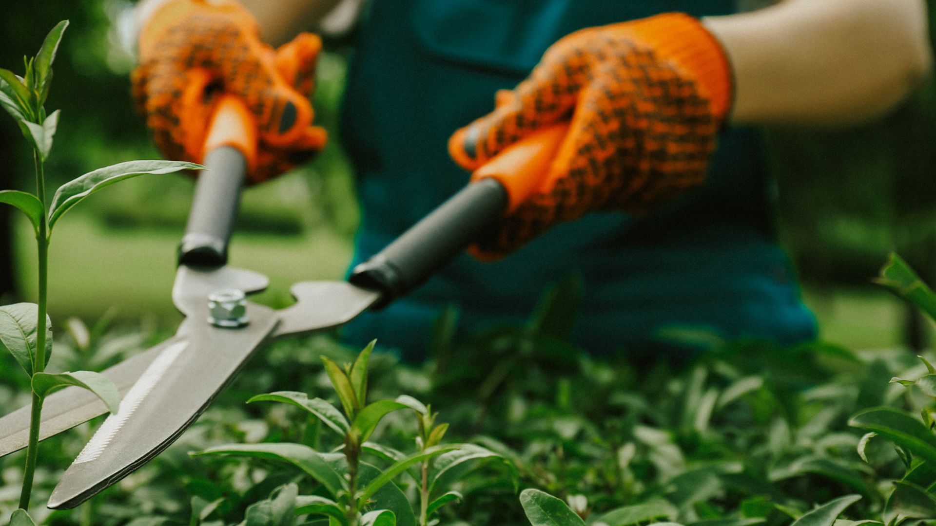 Legacci Da Giardino Bianchi Da 50 M, Filo Da Giardino Con Taglierino Legacci Morbidi Per Piante Rampicanti 96917569 - Foto 8