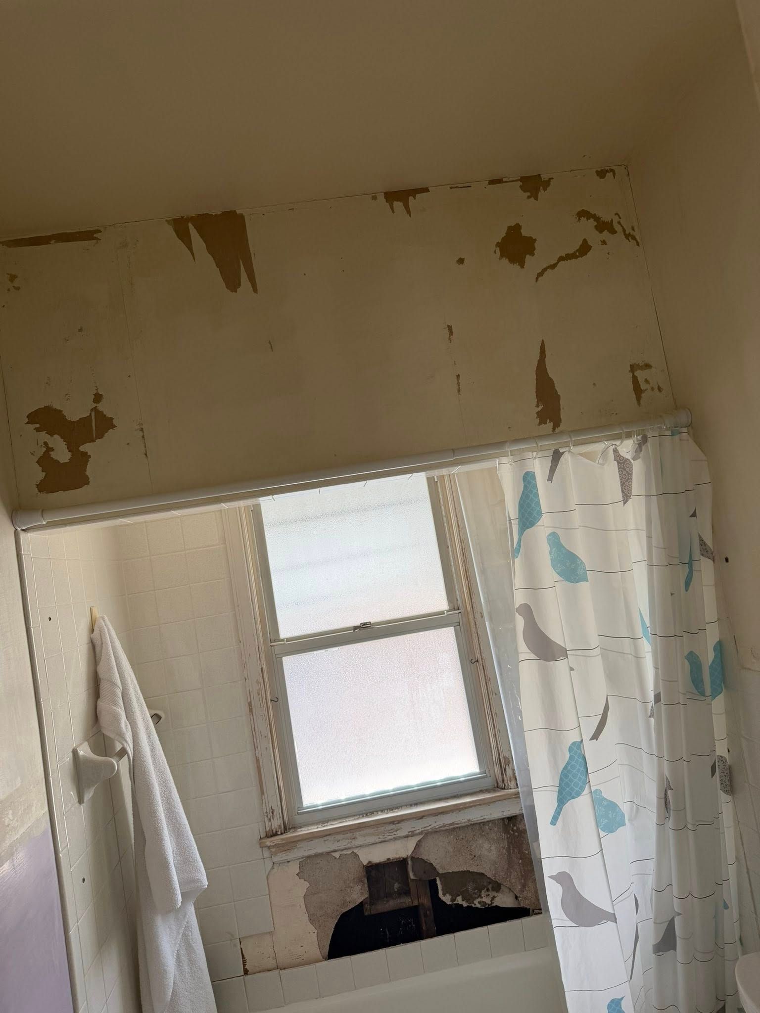 Peeling bathroom wall above mirror and window, with shower curtain on the right.