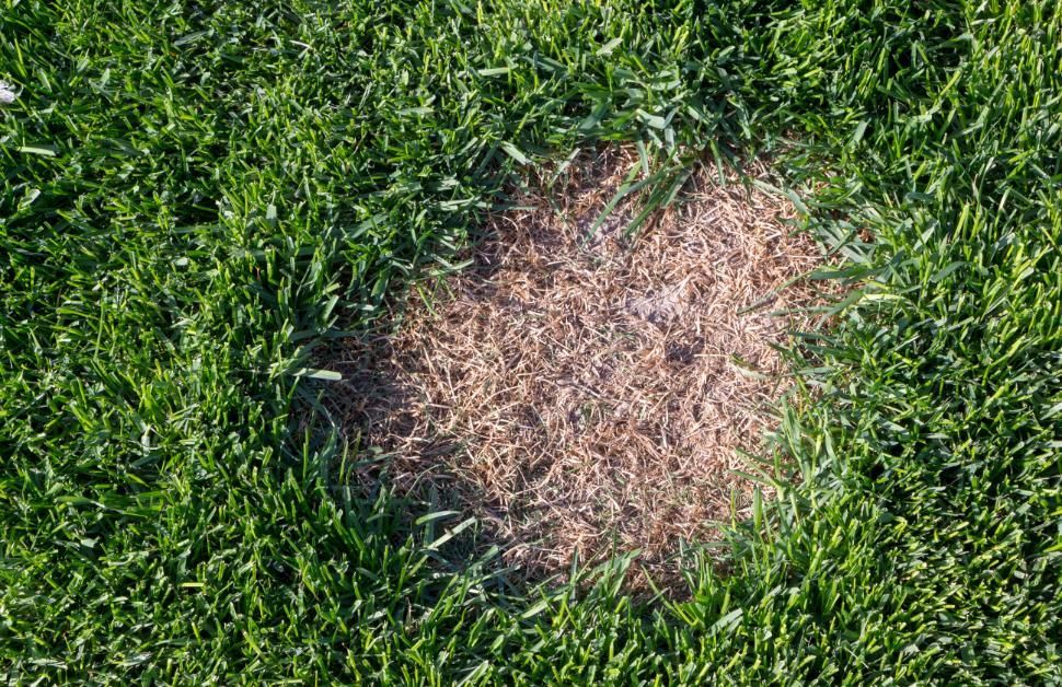 A patch of brown grass in the middle of a lush green field.