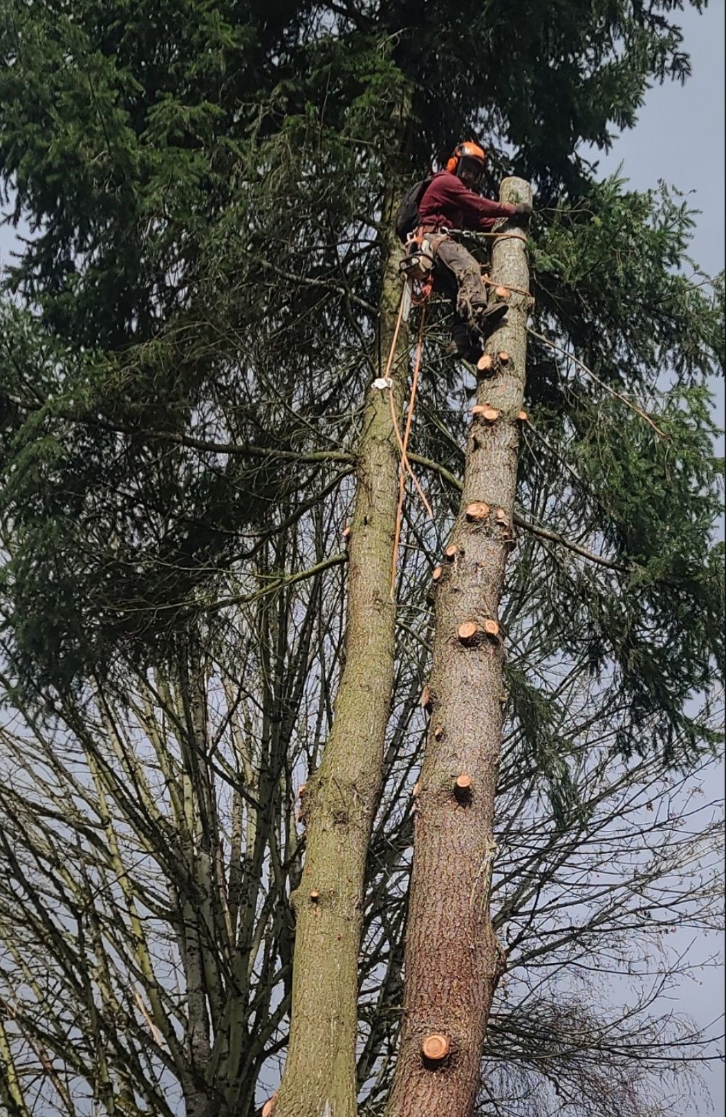 Arborist atop a tall tree trunk, using a chainsaw. Forest setting, overcast sky.