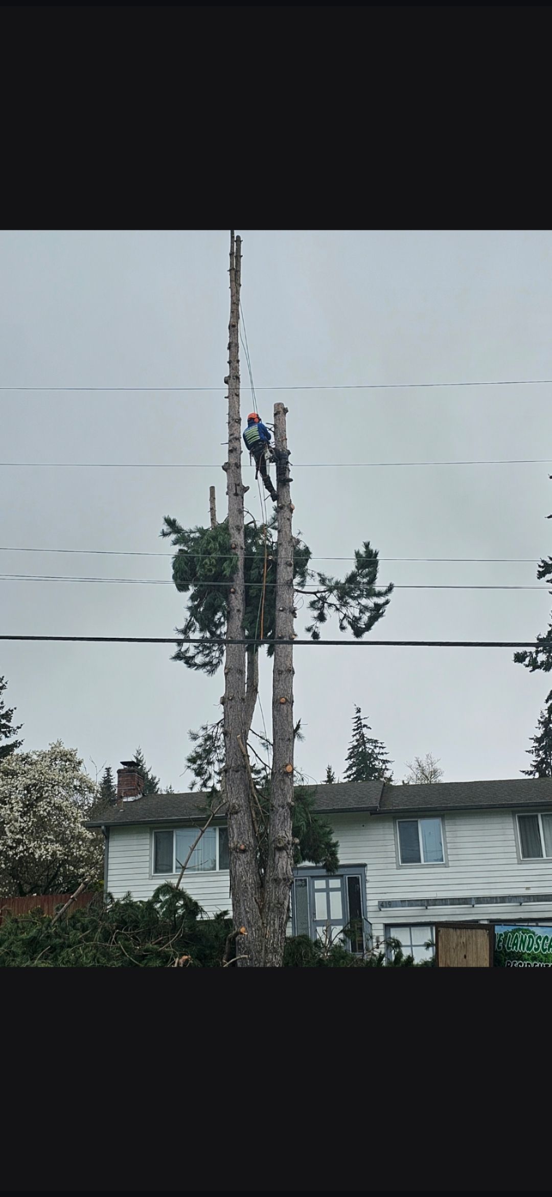 Two tree workers trimming a tall tree near power lines and a house under an overcast sky.