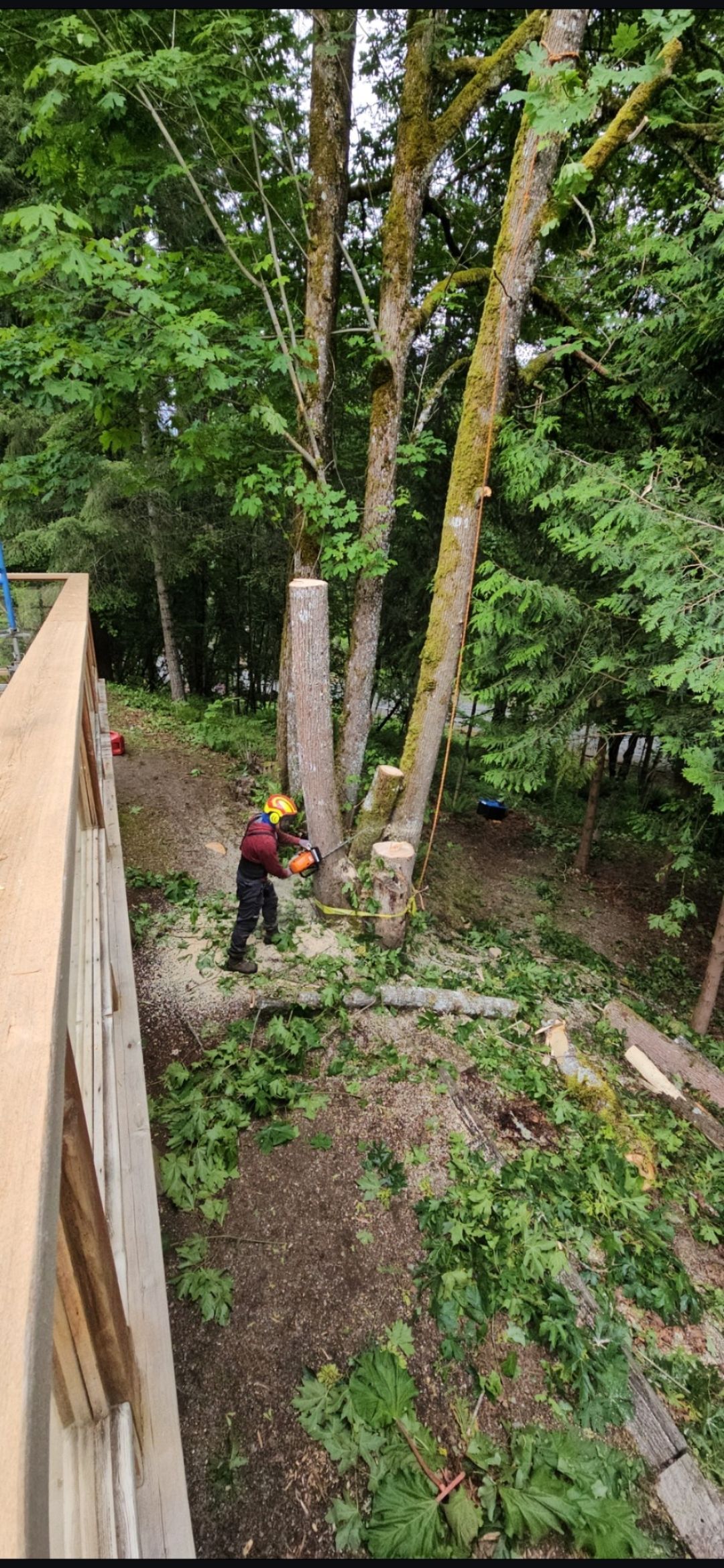 Arborist cutting down a tree with a chainsaw, near a building.